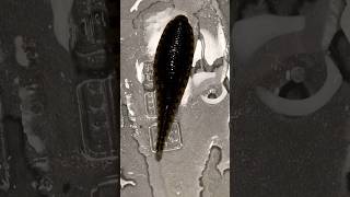 HUGE leech 😱 [upl. by Gabriellia]