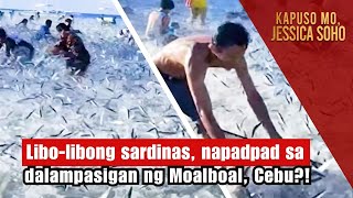 Libolibong sardinas napadpad sa dalampasigan ng Moalboal Cebu  Kapuso Mo Jessica Soho [upl. by Aikemal]