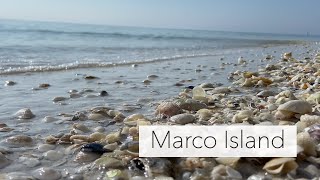 Searching for Seashells at low tide Marco Island seashell hunt at my notsosecret shelling spot [upl. by Eessej685]