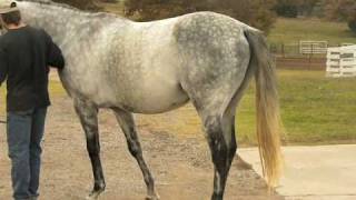 Beautifull Grey Thoroughbred Stallion by Unbridleds Song [upl. by Remo]