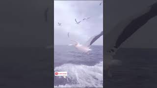 quotThe Majestic Breath of a Whale Natures Marvelquot shortvideo [upl. by Piderit]