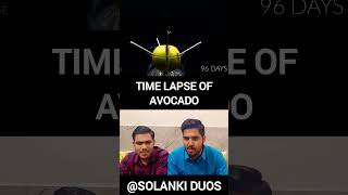 How to grow Avocado at home  Time Lapse  Reaction shorts trendingshorts Boxlapse reaction [upl. by Lokkin275]