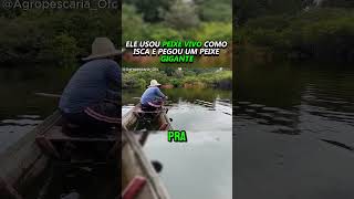 ELE USOU PEIXE VIVO COMO ISCA E PEGOU UM PEIXE GIGANTE [upl. by Uela]