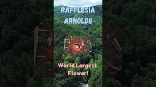 Rafflesia Arnoldii  Worlds largest flower rafflesia largestflower nature rafflesiaarnoldii [upl. by Ayikur]