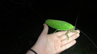 Giant Katydid from Borneo Pseudophyllus sp [upl. by Blondie]