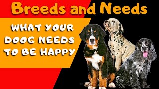 Dog Breeds amp Their Needs Essential Tips for Tailored Pet Care [upl. by Sosthina]