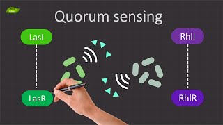 Decoding Quorum Sensing in Pseudomonas aeruginosa  Basic Science Series [upl. by Ahcila]