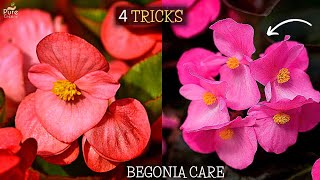 How to Care Begonia Plant 4Growth Boosting Tips [upl. by Ltihcox]