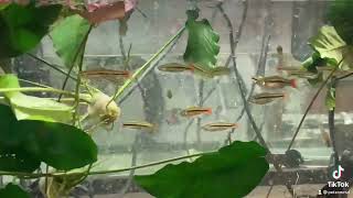 Rasbora Brilliant rasbora Rasbora einthovenii [upl. by Parent]