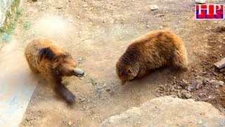 FIGHT OF BROWN BEAR HIMALAYAN [upl. by Henarat419]