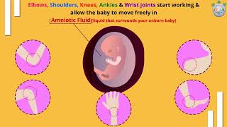 How Your Baby Grows at 9th Week of Pregnancy – Part 3 [upl. by Neyuh796]