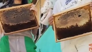 Kako Jednostavno Napraviti Pogace za pcelepcelarstvo pčele beekeeping [upl. by Jillian]