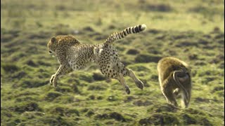 Baboon vs Cheetah [upl. by Asenaj775]