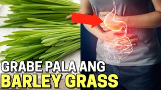 ito pala ang MATINDING EPEKTO sa KATAWAN ng BARLEY GRASS  Benefits and Side Effects of Barley Grass [upl. by Garvin105]