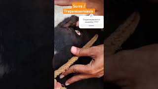 SURRA  TRYPANOSOMIASIS shorts shortsfeed cattledisease veterinary trendingshorts [upl. by Ahcmis]