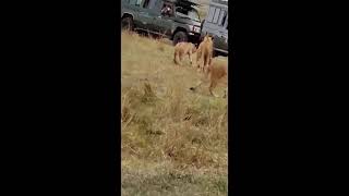 Lions sighting at Masaai Mara National Park Reserve in Kenya Africa 🇰🇪  Holiday season [upl. by Aibara]