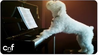 Dog Plays Piano and Sings [upl. by Ainer]