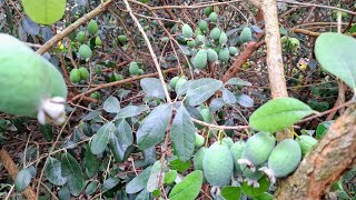 Feijoa Acca sellowiana stand in Germany producing consistent huge yields every year [upl. by Ttelracs]