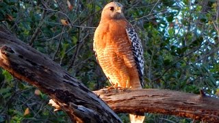 Red Shouldered Hawk [upl. by Rauch]