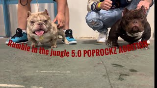 Rumble In The Jungle 50 Most Epic Exotic Bully Dog Show Ever [upl. by Zaller837]