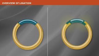 DNA Ligation [upl. by Sylvan]