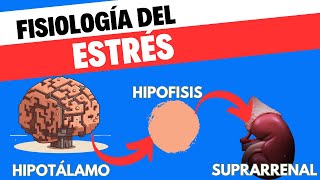 Fisiología del eje HipotálamoHipófisisSuprarrenal [upl. by Yeldua]