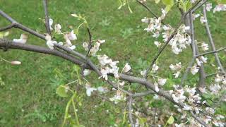 Cercis canadensis Pauline Lily zmarlika kanadská [upl. by Abie]