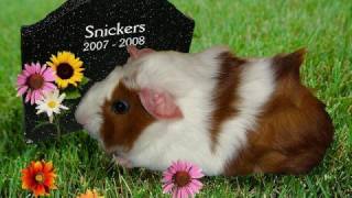 The Guinea Pig Song  Joe Pasquale [upl. by Wessling]