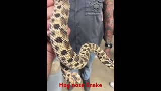 Hog nose snake in San Antonio [upl. by Ihsir121]