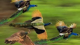 Mass Flying Giant Peacocks Peafowls [upl. by Suzann]