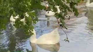 White geese swimming🦢🦤🦃 [upl. by Namolos]