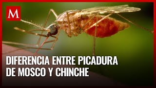 ¿Lo puedes notar Ésta es la diferencia entre picaduras de chinche y de mosquito [upl. by Blondelle510]