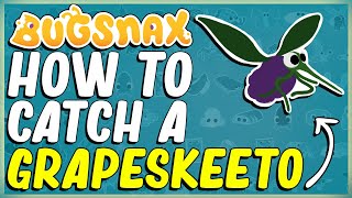 WHERE TO FIND AND HOW TO CATCH A PURPLE GRAPESKEETO IN BUGSNAX  BOILING BAY  BUGAPEDIA [upl. by Johannessen837]