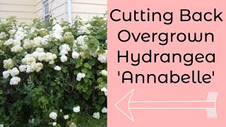 Cutting Back Overgrown Hydrangea arborescens Annabelle in Zone 5 amp 6 [upl. by Vinn97]