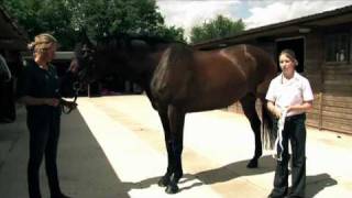 How to weigh tape a horse [upl. by Tacklind]