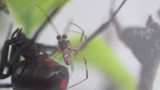 Southern Black Widow Courtship Behavior [upl. by Roscoe]