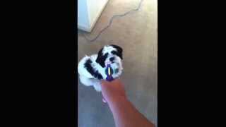 Funny dog gets shot and gets scared must see [upl. by Noed]