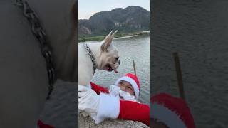 Santa Claus Falls into the Lake and is Rescued by a Dog pet dog lovedog [upl. by Kcirej]