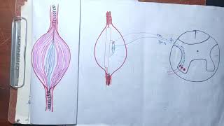 guyton chapter 55 part 5 Golgi tendon organgolgi tendon reflexe gold tendon organ in Hindimbbs [upl. by Ahtabat278]