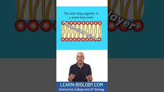 How does a phospholipid bilayer form Rap explanation apbiology cellmembrane cellstructure [upl. by Ackerley63]