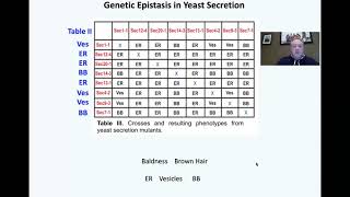 medpathwaycom MCAT Test Prep Epistasis in Yeast Secretion Genetics Cell Biology Test Question [upl. by Eeramit393]