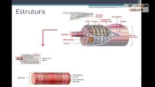 Anatomia em Debate Sistema Muscular parte 2 [upl. by Chaffin]