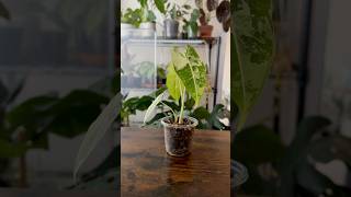 Variegated Alocasia Frydek 7 Month Update plants plantcommunity [upl. by Uolyram]