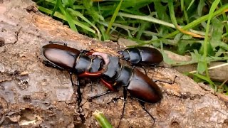 STAG BEETLE FIGHT  HIRSCHKÄFERKAMPF  Lucanus cervus cervus [upl. by Eneluqcaj]