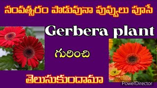 how to grow gerbera plant at home 🏡 ll tips to grow gerbera plant [upl. by Jeddy]