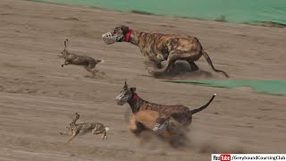 Fearless greyhounds chasing hare [upl. by Joung]