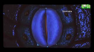 Stomata Opening amp Closening K Malate Concentration Theory [upl. by Nace491]