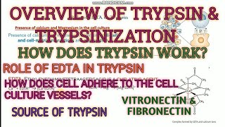 Trypsin and trypsinization in cell culture ll detachment of cells ll cell adhering proteins [upl. by Akerdal]