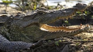 Realm Of The Mugger Crocodile  Nature Documentary [upl. by Mile]