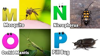 Insects ABC Song  Insects Alphabet Song  Phonics for Kids  Alphabet Letters [upl. by Oirramed564]